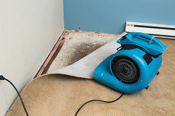 Best Mold removal after water damage  in Chardon, OH